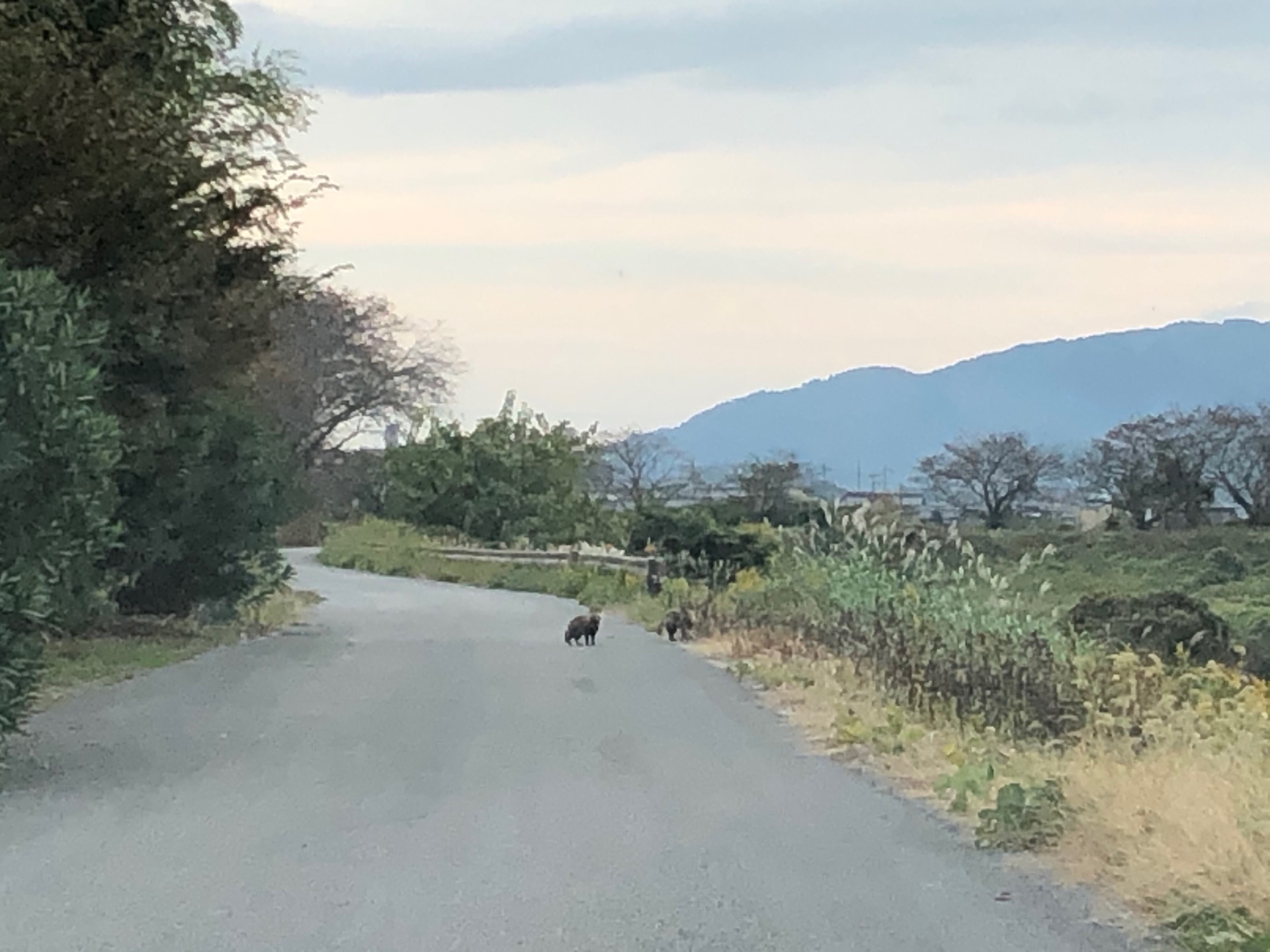 たぬき